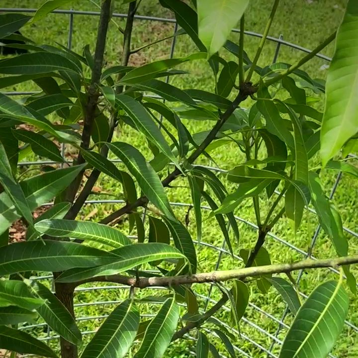 Orange Sherbet mango tree putting out new leaves